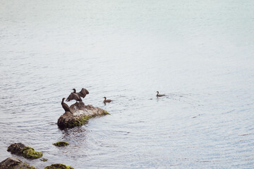 Sea duck, bird on rocks in gray Marmara sea,Istanbul.Copy space. 