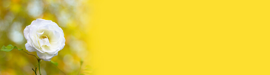 Obraz premium banner with a single white rose in the garden and copy space on a yellow background