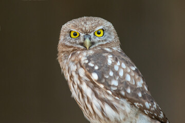 brown owl