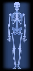 Full length roentgenogram of a human skeleton in blue light. Drawing in flat style. Vector illustration - obrazy, fototapety, plakaty