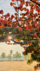 Light ray through tree leaves with changing colours on a autumn morning at the beach