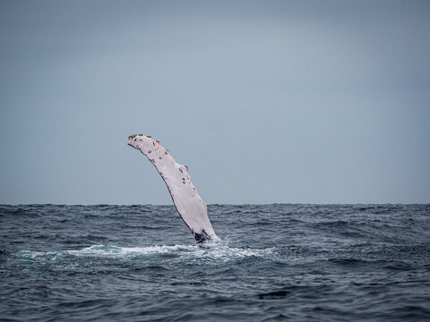 ecuador whale