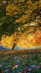 Beautiful morning sunlight through trees with foliage leaf colours on a autumn morning