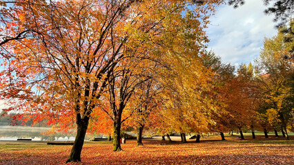 Beautiful peaceful view to foliage leaf colours and morning mist above water in autumn 