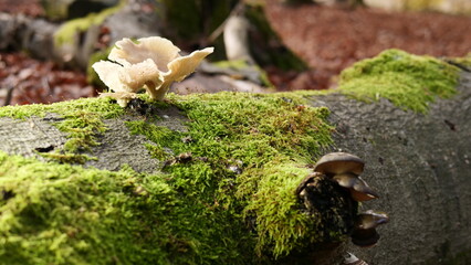 Ein Pilz entfaltet sich
