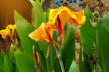 Orange canna flowers. Flowering in a bouquet at the top of the stem. and has some soft petals...