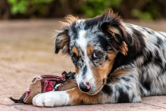 Retrato de un cachorro de pastor australiano mordisqueando los restos de una zapatilla.