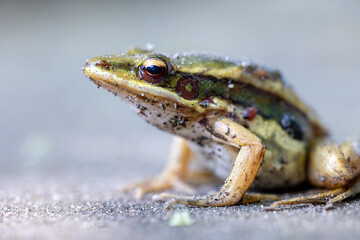 Common Green Frog (Hylarana erythraea)