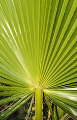 Obraz premium Palm leaf background. Tropical green jungle tree with texture and exotic botanical pattern. Decoration, nature, tropic concept. 