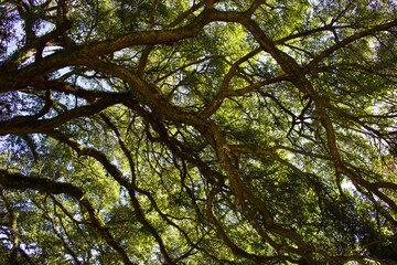 tree canopy In the forest