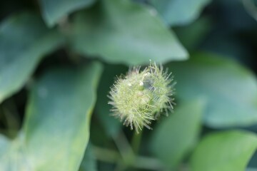close up of a flower
