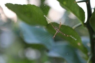 spider on a web