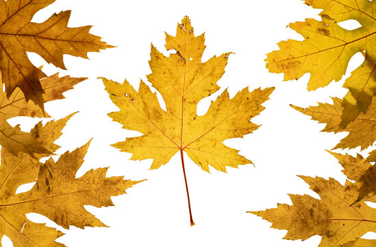 Bright yellow maple leaves in fall colored and arranged in a pattern imitating a Canadian Flag. On a white background
