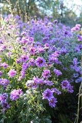 Obraz premium flowers in the garden