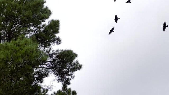 Noisy flock of crows on a cloudy day	
