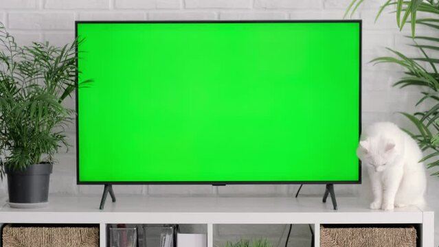 Fluffy white cat lying, sitting, walking, sleeping, relaxing near big TV with green screen at home, Advertising of goods for cats and kittens, Chroma key