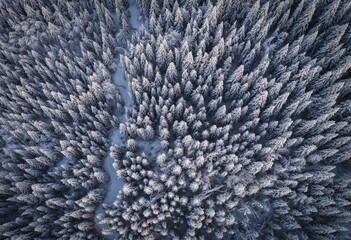 Aerial view of a winter snow-covered pine forest. Winter forest texture. Aerial view. Aerial drone view of a winter landscape. Snow covered forest. Aerial photography. Carinthia, Austria, Weissensee