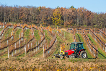 Tractor in autumnal vineyards burgenland