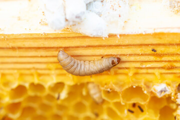 Waxworms, caterpillar larvae of wax moths, on damaged beeswax, frame with waxed wax moth.