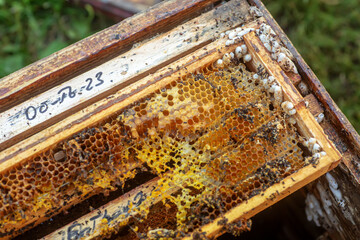 Waxworms, caterpillar larvae of wax moths, on damaged beeswax, frame with waxed wax moth.