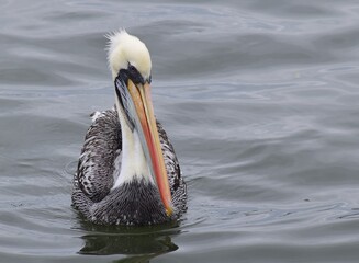 pelican on the water - Animals in the sea