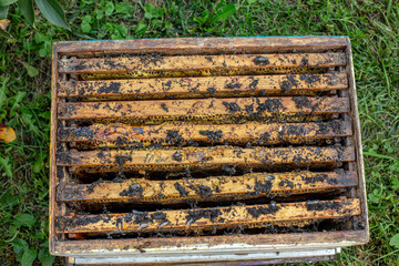 Wax moth larvae on an infected bee nest. cover of the hive is infected with a wax moth. family of...