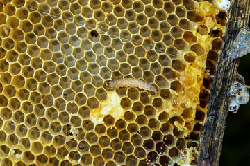 Waxworms, caterpillar larvae of wax moths, on damaged beeswax, frame with waxed wax moth.