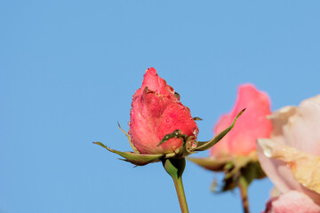rose blossom covered by dew drops in autumn with shallow depth of field