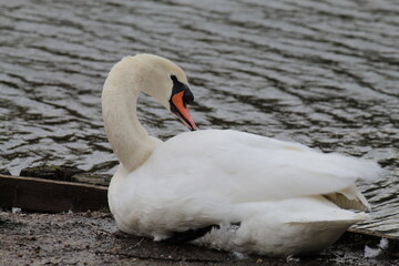 Fototapeta premium A beautiful portrait shot of a white swan sleeping at the edge of a lake. This elegant animal has tucked their neck into their body for protection from the harsh autumn wind.
