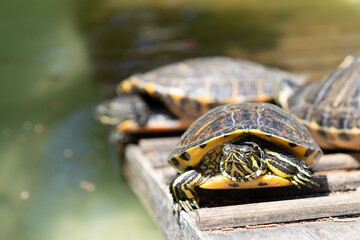 Obraz premium turtle on the rock