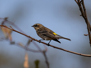 Yellow-rumped Warbler sitting on a branch