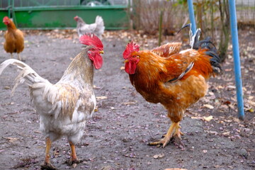 A chicken coop with many animals, food and water for domestic animals, poultry farming. Free range. Ecological walking chickens. Eco meat farm	