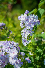 phlox flowers in bloom in garden
