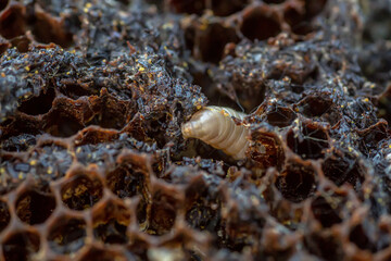 Wax moth larvae on an infected bee nest. cover of the hive is infected with a wax moth. family of...
