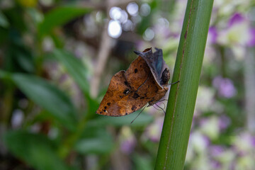 Big closeup Orange oakleaf butterfly perched on a branch