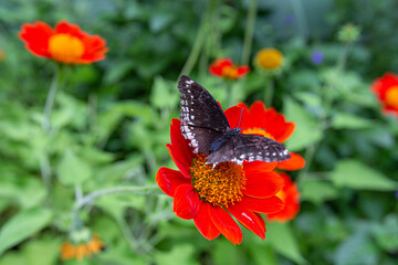 Closeup Diana fritillary butterfly perched on a Tithonia flowers in garden