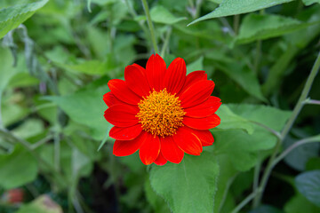 Closeup  Tithonia flowers in garden
