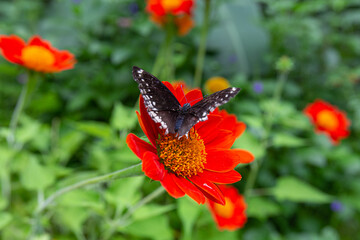Closeup Diana fritillary butterfly perched on a Tithonia flowers in garden