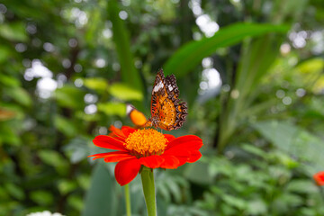 Fototapeta na wymiar Closeup Cethosia biblis butterfly perched on a Tithonia flowers in garden