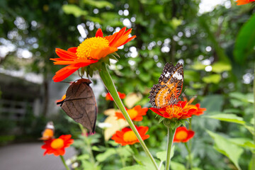 Closeup Cethosia biblis and Orange oakleaf butterflies perched on a Tithonia flowers in garden