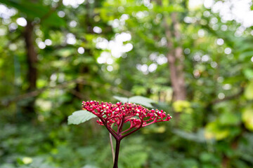 Closeup Red Leea rubra flowers in the garden