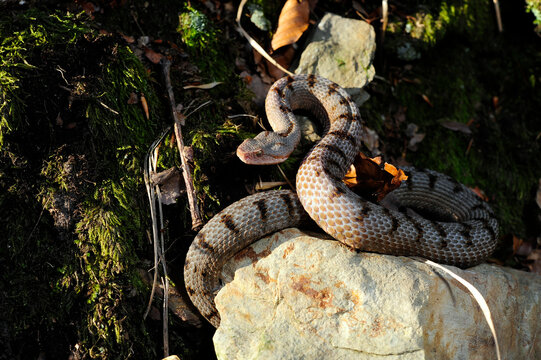 Aspisviper // Asp Viper (Vipera aspis) - Schweizer Jura, Schweiz