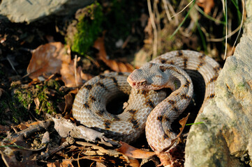 Asp Viper // Aspisviper (Vipera aspis) - Jura Mountains, Switzerland 