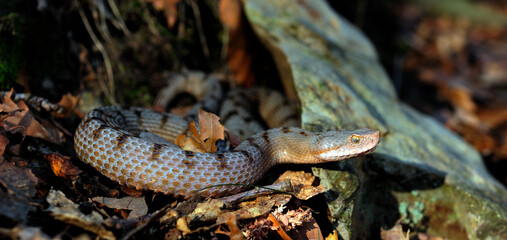 Asp Viper // Aspisviper (Vipera aspis) - Jura Mountains, Switzerland 