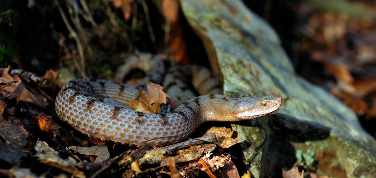 Asp Viper // Aspisviper (Vipera aspis) - Jura Mountains, Switzerland 