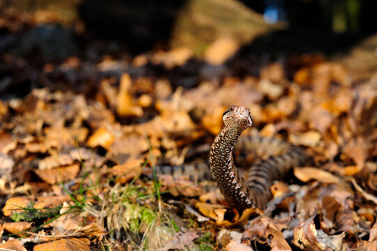 Asp Viper // Aspisviper (Vipera aspis) - Jura Mountains, Switzerland 