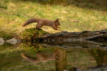 Red squirrel running