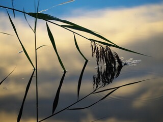 Reflection of evening clouds in the water. Environmental problems. A broken reed in the water