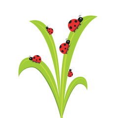 Ladybug on leaf. wallpaper. free space for text. background. symbol. ladybug on white background. © Supakorn