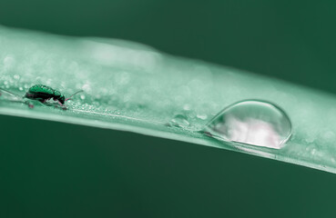 tiny insect on a leaf in front of a drop of dew